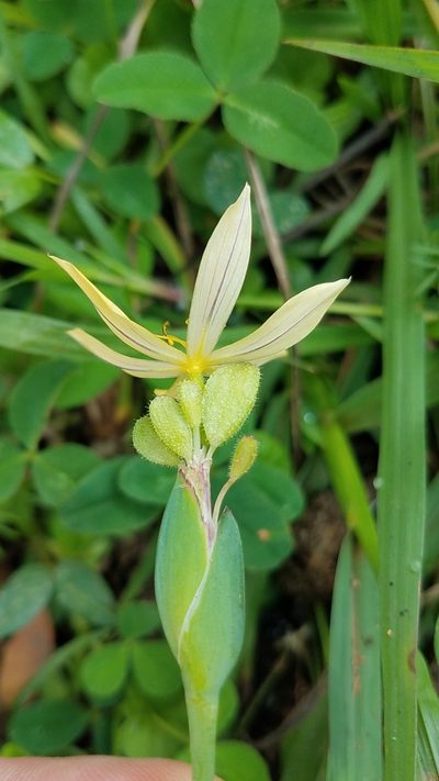 Sisyrinchium arizonicum, photographed by Alan Rockefeller