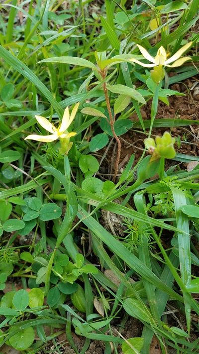 Sisyrinchium arizonicum, photographed by Alan Rockefeller