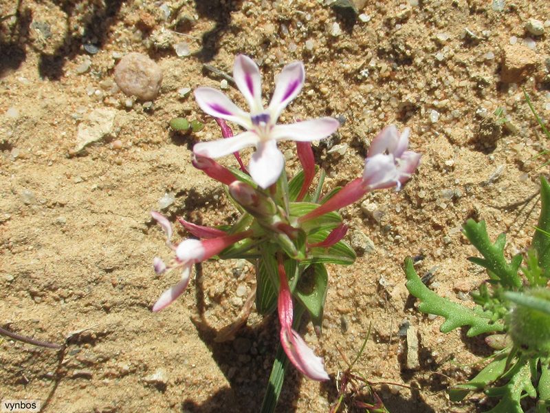 Lapeirousia angustifolia, photographed by Chris Vynbos