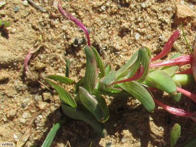 Lapeirousia angustifolia, photographed by Chris Vynbos