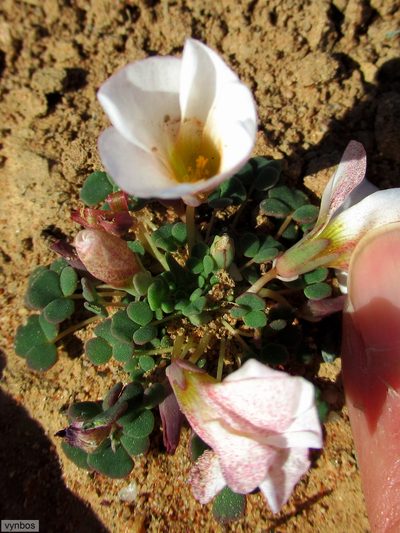 Oxalis lichenoides, photographed by Chris Vynbos
