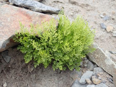 Cryptogramma cascadensis, photographed by John Brew