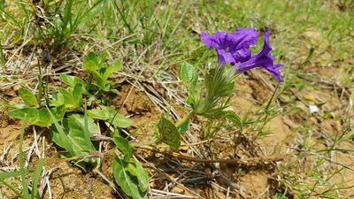 Ruellia lactea, photographed by Alan Rockefeller