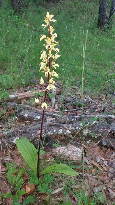 Govenia superba, photographed by Alan Rockefeller