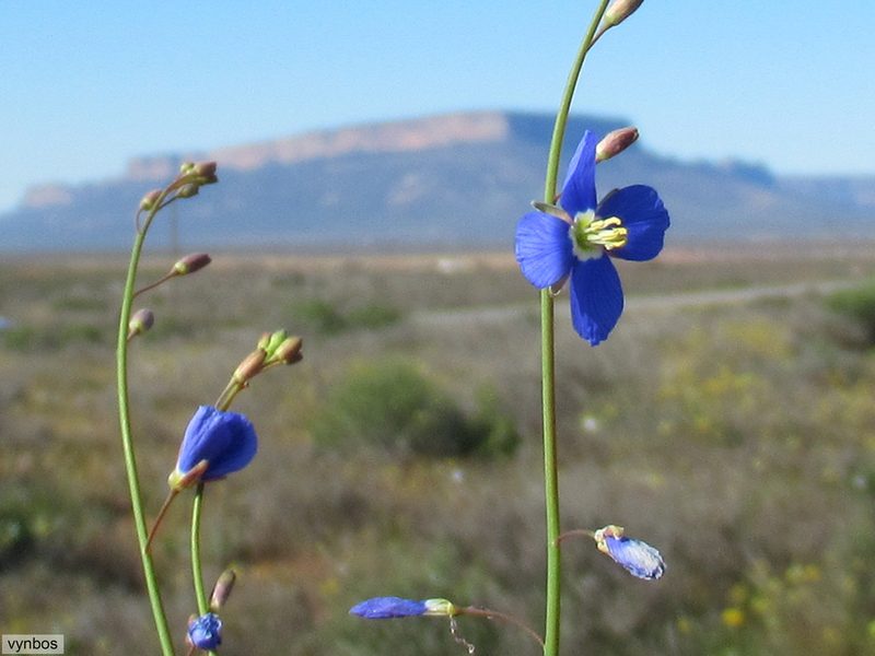 Heliophila elata, photographed by Chris Vynbos