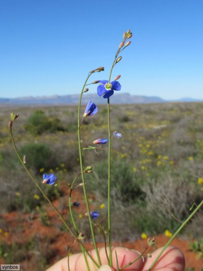 Heliophila elata, photographed by Chris Vynbos
