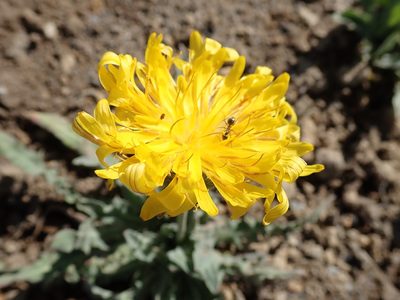 Agoseris glauca, photographed by John Brew