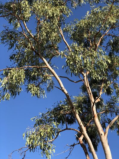 Corymbia dallachiana, photographed by elawrey