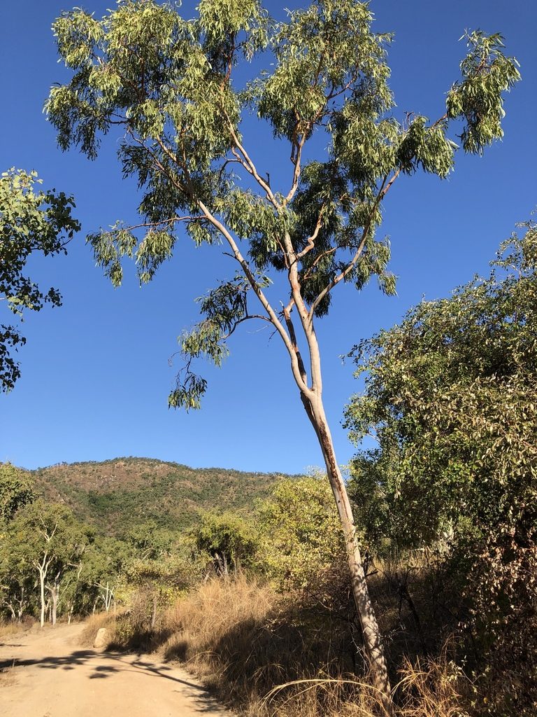 Corymbia dallachiana, photographed by elawrey