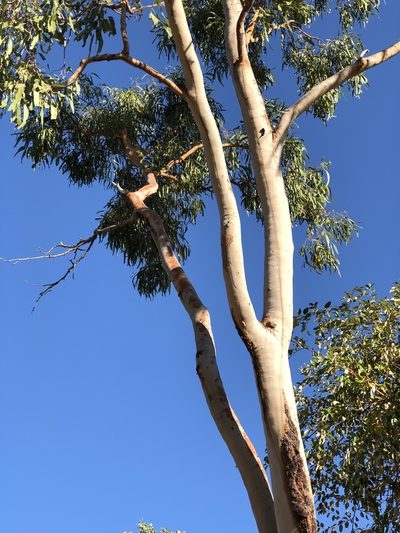 Corymbia dallachiana, photographed by elawrey