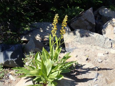 Rainiera stricta, photographed by John Brew