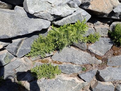 Cryptogramma cascadensis, photographed by John Brew