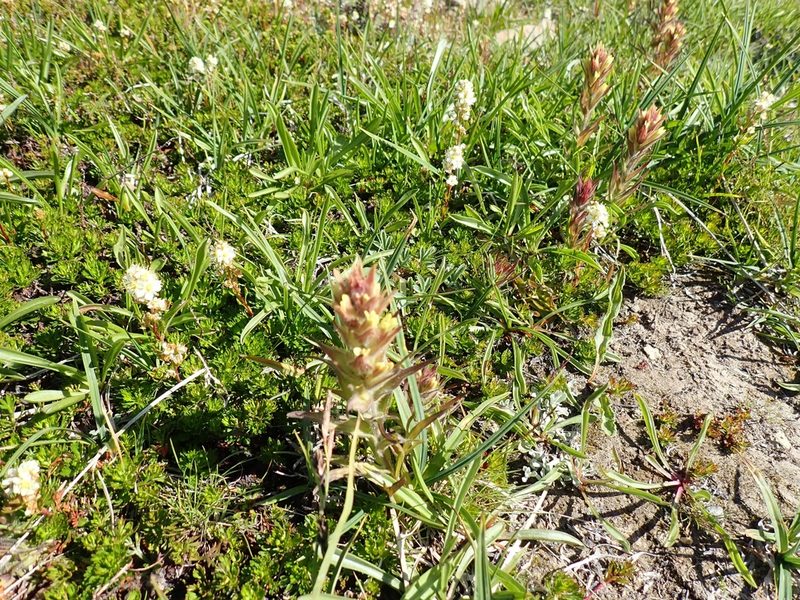 Castilleja cryptantha, photographed by John Brew