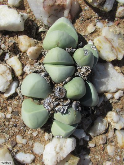 Argyroderma framesii, photographed by Chris Vynbos