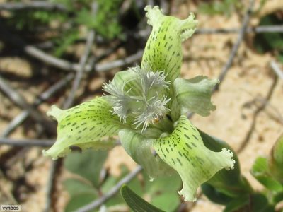 Ferraria ferrariola, photographed by Chris Vynbos