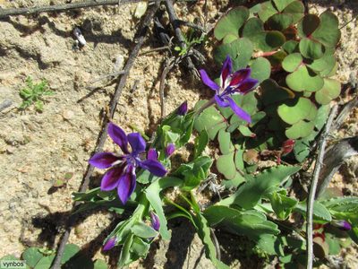 Lapeirousia jacquinii, photographed by Chris Vynbos
