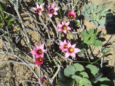 Romulea biflora, photographed by Chris Vynbos