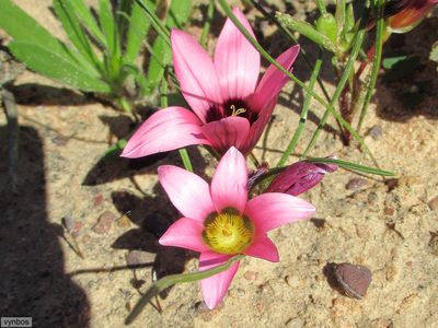 Romulea biflora, photographed by Chris Vynbos