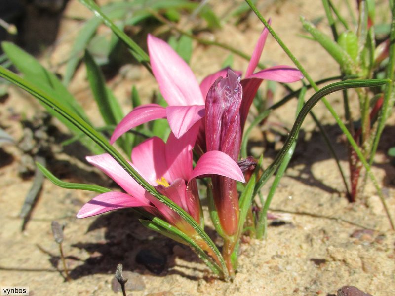 Romulea biflora, photographed by Chris Vynbos