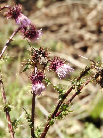 Cirsium vinaceum, photographed by CK2AZ