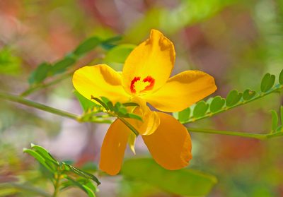 Petalostylis cassioides, photographed by Tony Eales