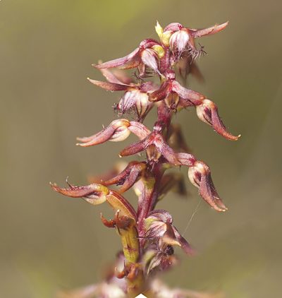 Genoplesium acuminatum, photographed by Tony Eales