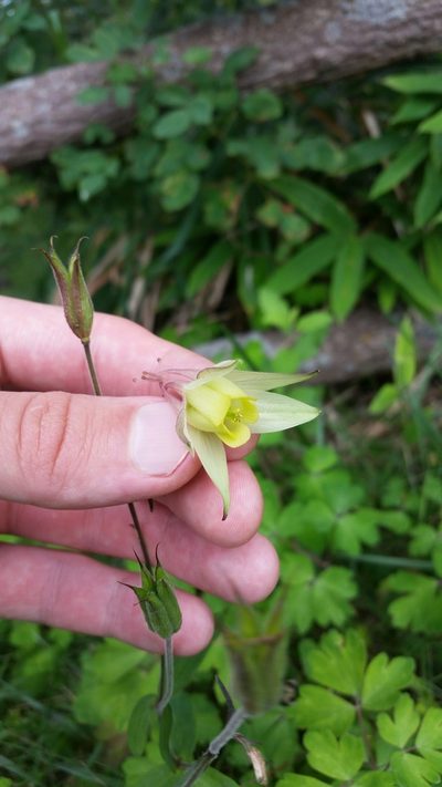 Aquilegia buergeriana, photographed by Daniel J. Layton
