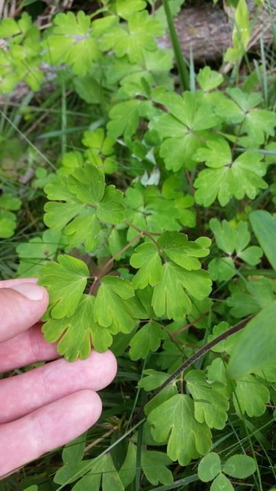 Aquilegia buergeriana, photographed by Daniel J. Layton