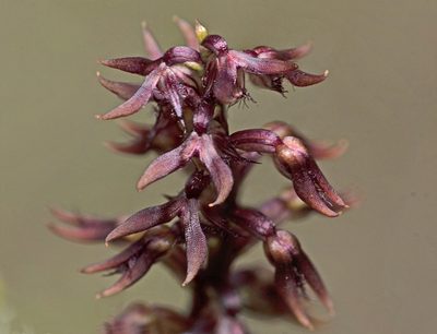 Genoplesium acuminatum, photographed by Tony Eales