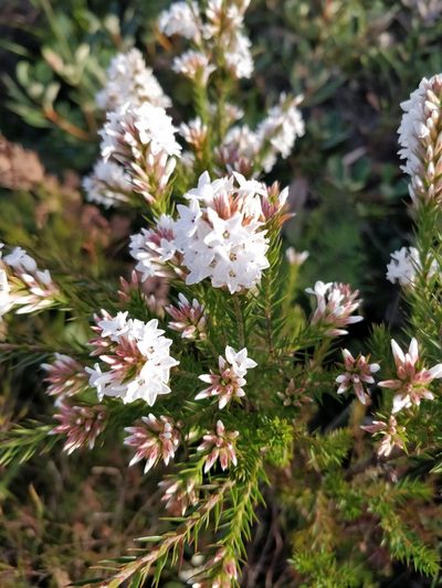 Epacris paludosa, photographed by Will Cornwell