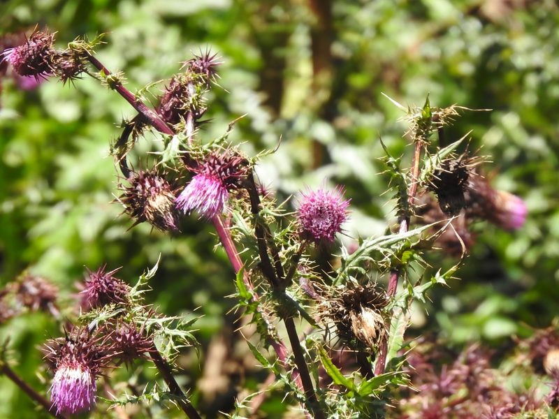 Cirsium vinaceum, photographed by CK2AZ