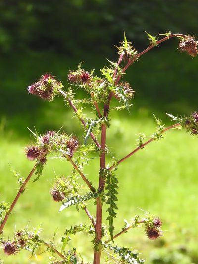 Cirsium vinaceum, photographed by CK2AZ