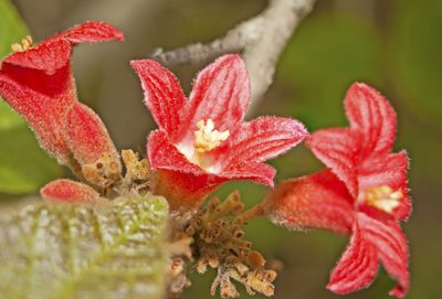 Brachychiton bidwillii, photographed by Tony Eales