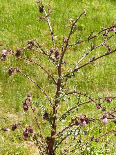 Cirsium vinaceum, photographed by CK2AZ