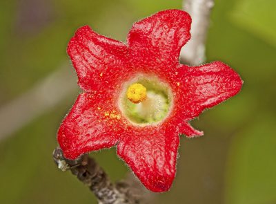 Brachychiton bidwillii, photographed by Tony Eales