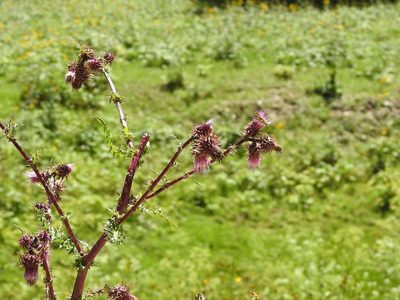 Cirsium vinaceum, photographed by CK2AZ