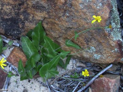 Othonna perfoliata, photographed by Chris Vynbos