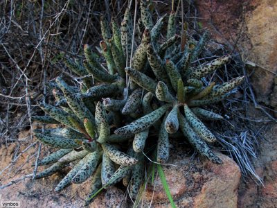 Adromischus filicaulis, photographed by Chris Vynbos