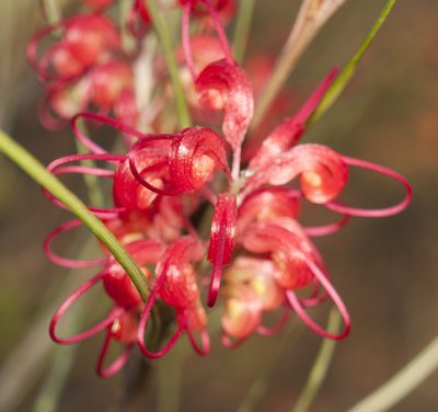 Grevillea longistyla, photographed by Tony Eales