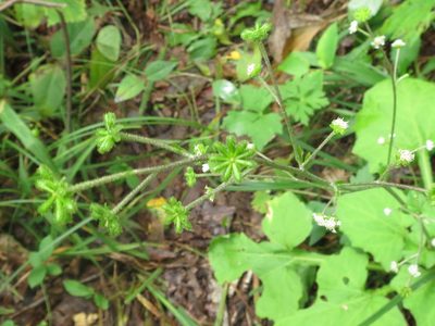 Adenocaulon himalaicum, photographed by Repina Tatyana
