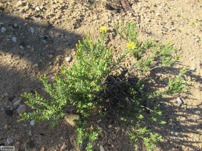 Oedera sedifolia, photographed by Chris Vynbos