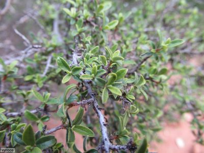 Diospyros ramulosa, photographed by Chris Vynbos