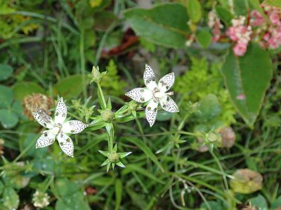 Swertia tozanensis, photographed by Lin Scott