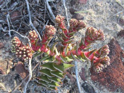 Crassula alpestris, photographed by Chris Vynbos