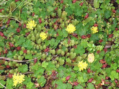 Sedum morrisonense, photographed by Lin Scott