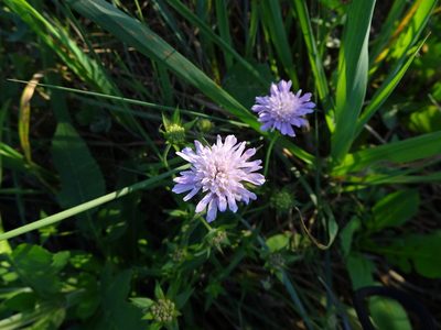 Knautia integrifolia, photographed by Thomas Koffel