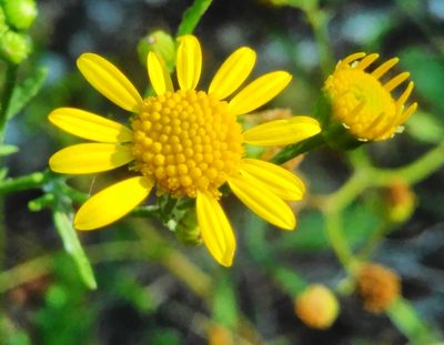 Jacobaea erratica, photographed by Yves Bas