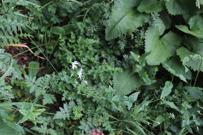 Cerastium davuricum, photographed by Dmitriy Bochkov