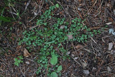 Arenaria rotundifolia, photographed by Dmitriy Bochkov