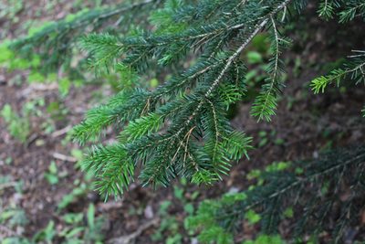 Abies nordmanniana, photographed by Dmitriy Bochkov
